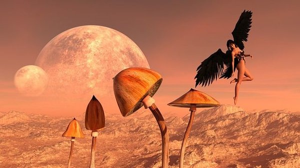 Quelles sont les caractéristiques du Psilocybe cubensis ?