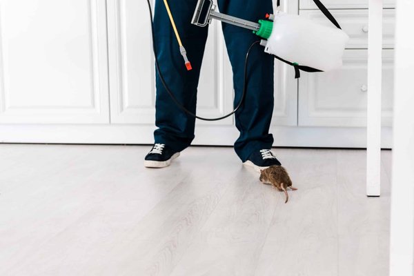 Dératiseur : qui peut faire ce métier ?